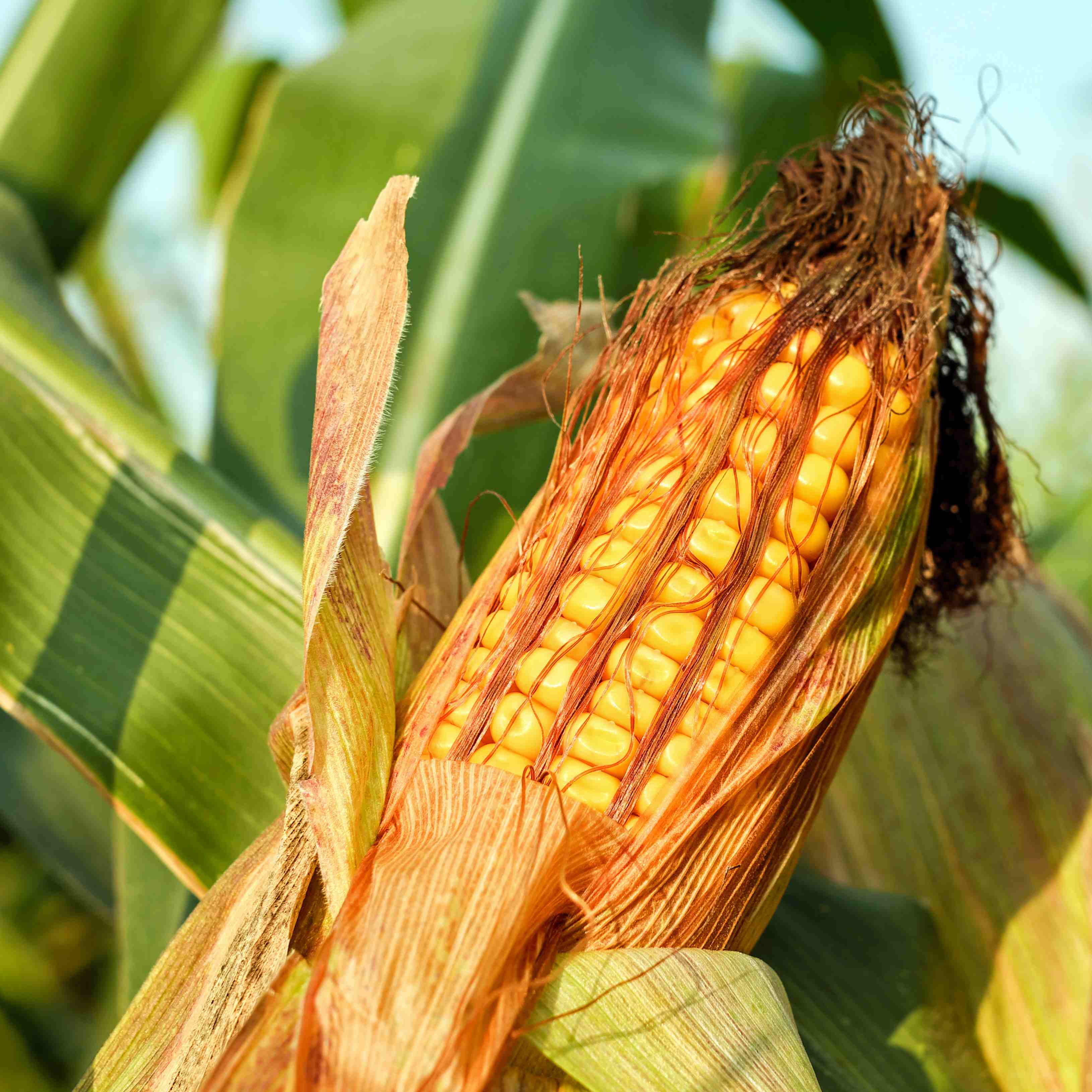 Corn note. Кукуруза в початках кормовая. Масличная кукуруза. Поле кукурузы с початками. Перуанская кукуруза.